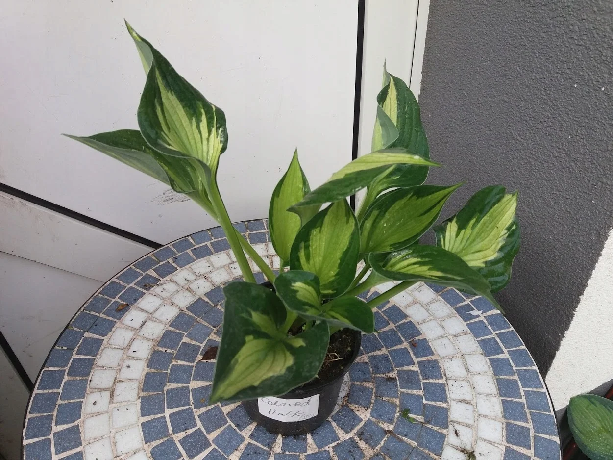 Хоста гибридная "Колоред Халк"