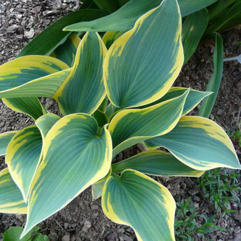 Хоста гибридная "Ферст Фрост" - 3 изображение