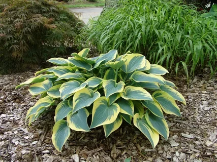 Хоста гибридная "Ферст Фрост" - 2 изображение