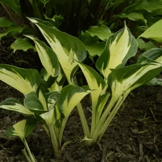 Хоста гибридная "Патфиндер"