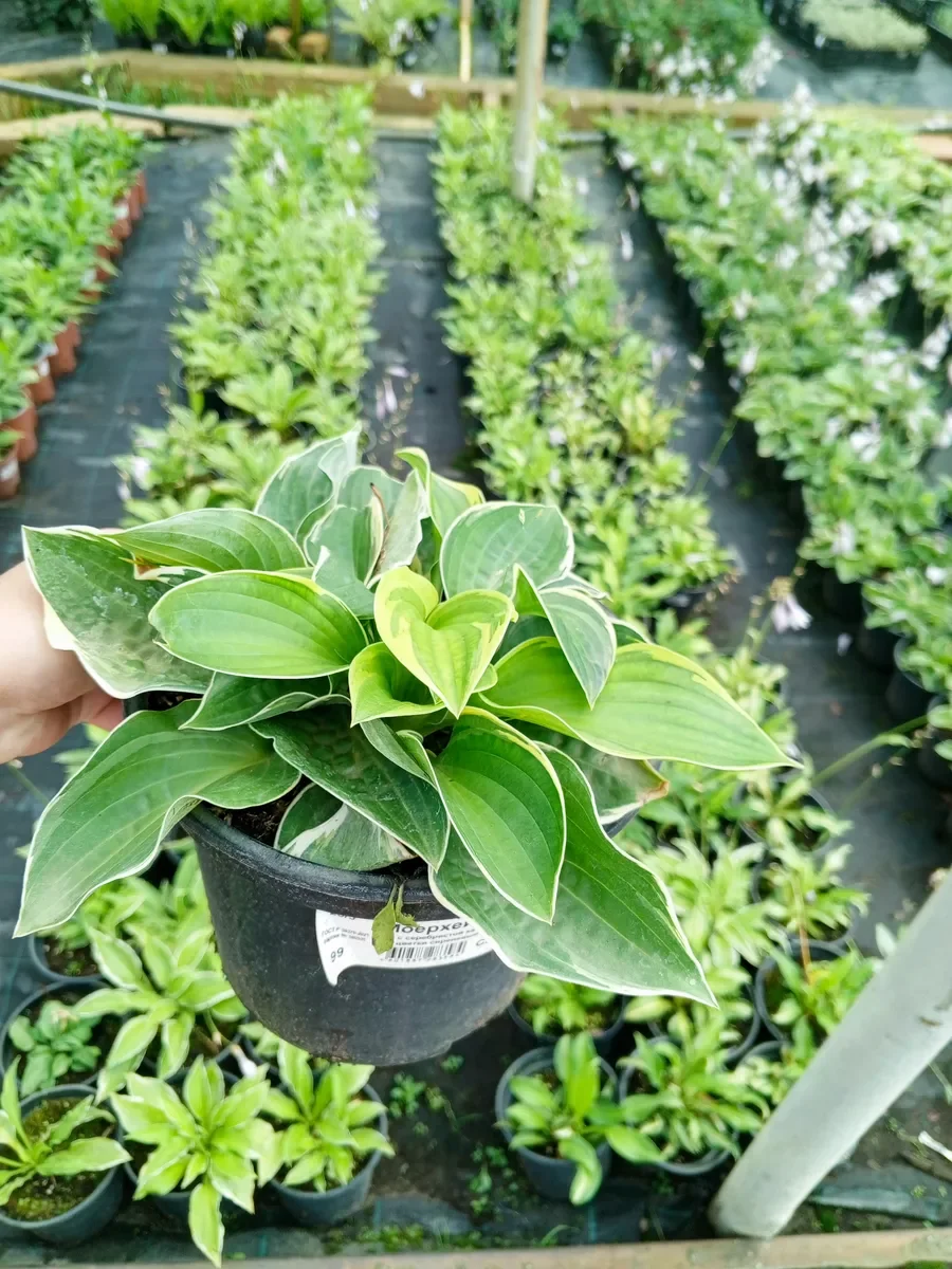 Хоста гибридная "Патфиндер" - 3 изображение