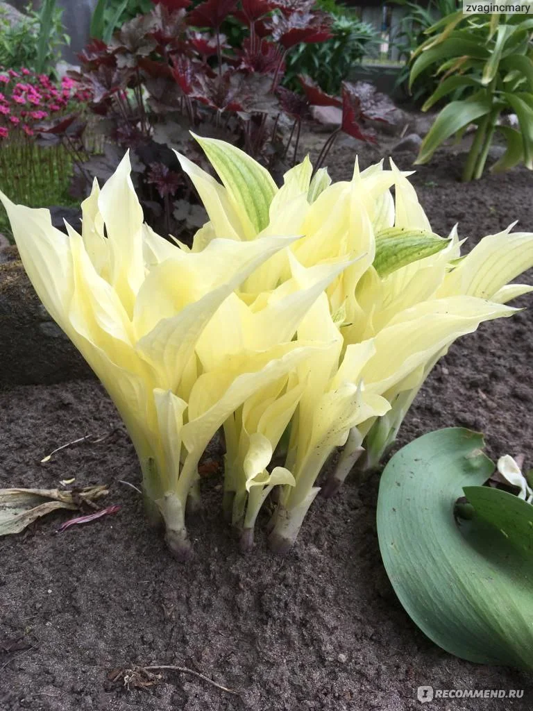 Хоста гибридная "Уайт Фазер" - 2 изображение