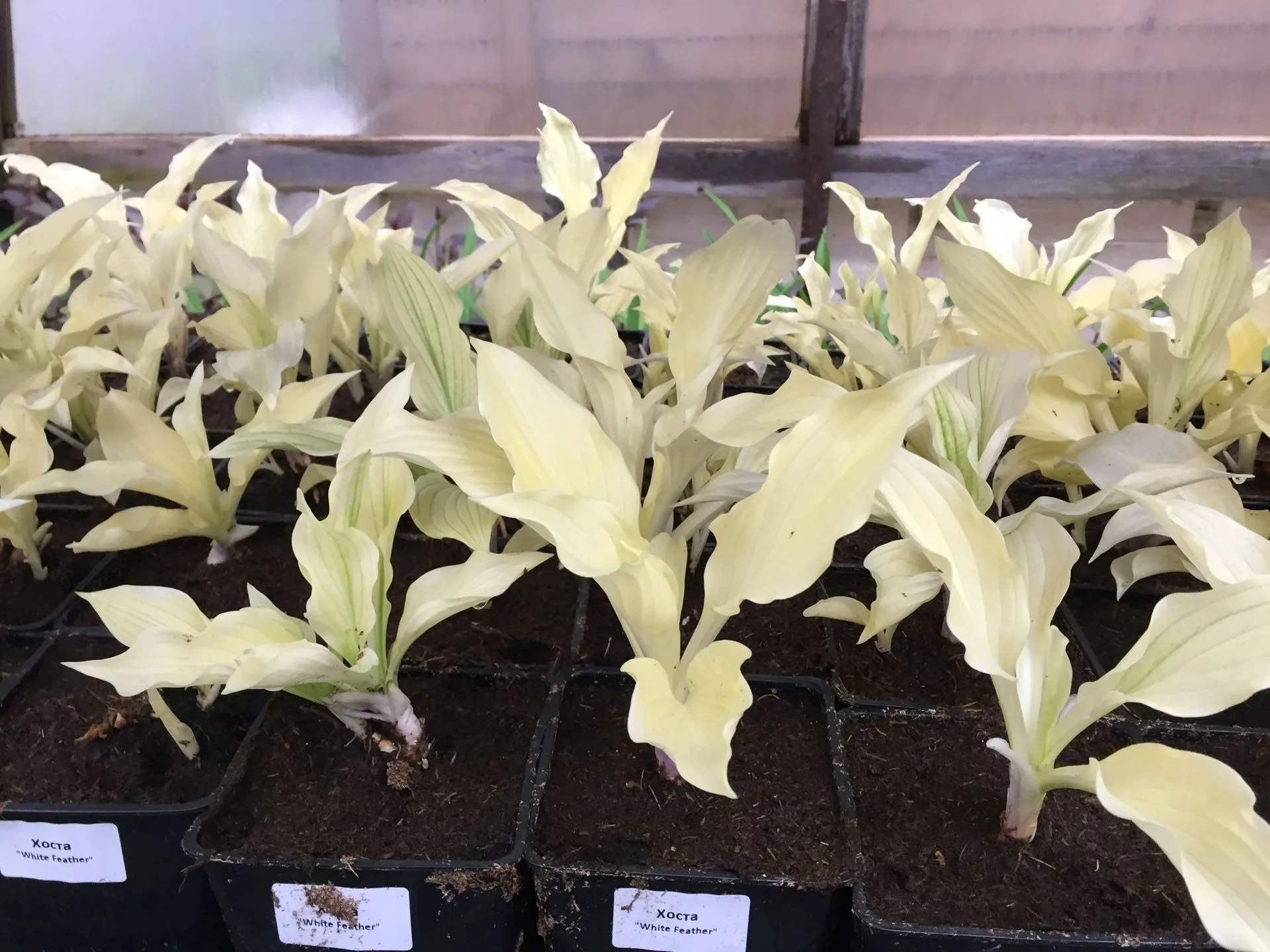 Хоста гибридная "Уайт Фазер"