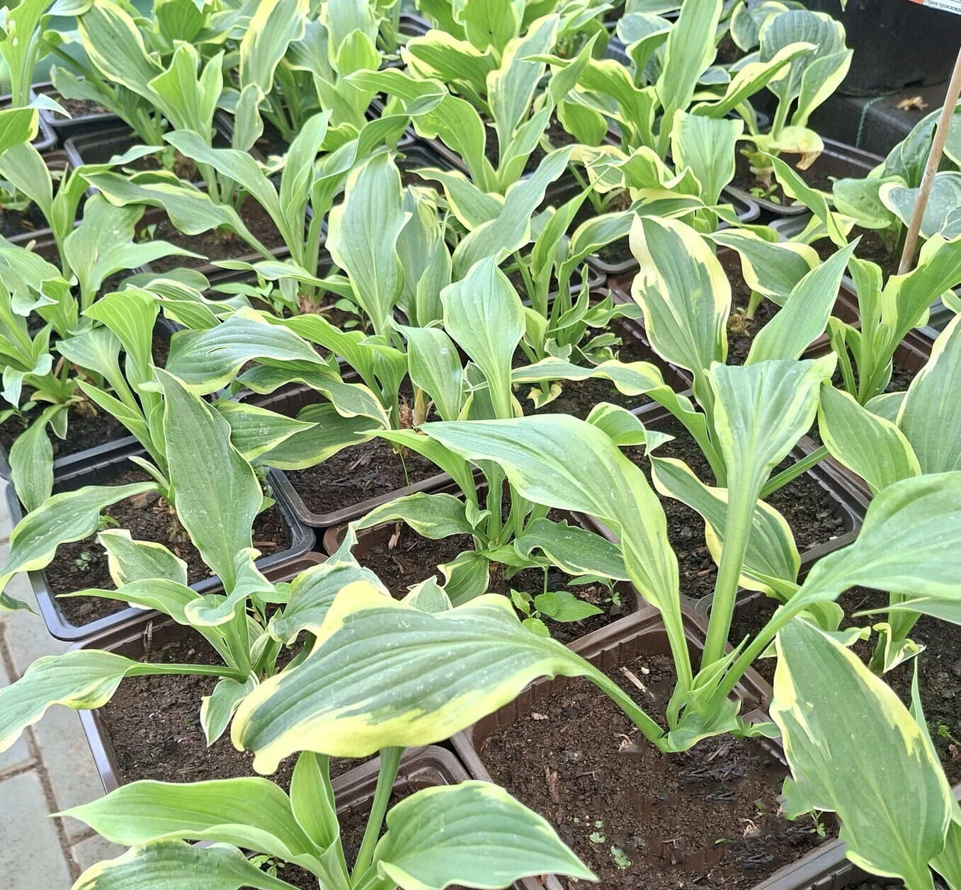 Хоста гибридная Антиох - 2 изображение