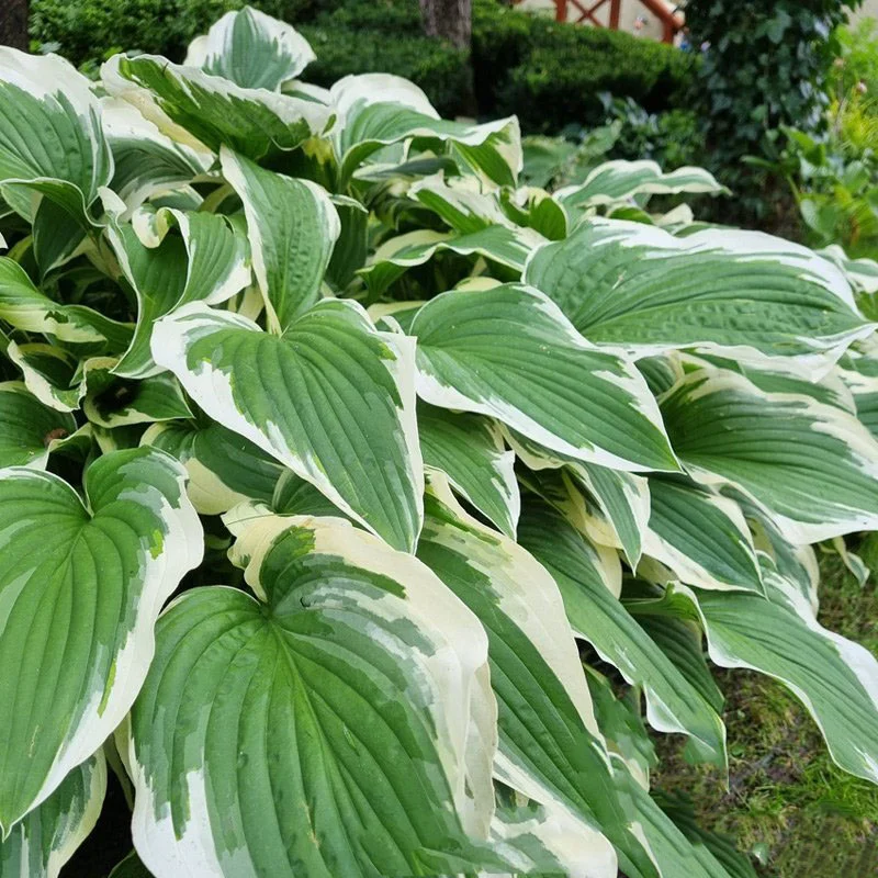 Хоста гибридная Антиох