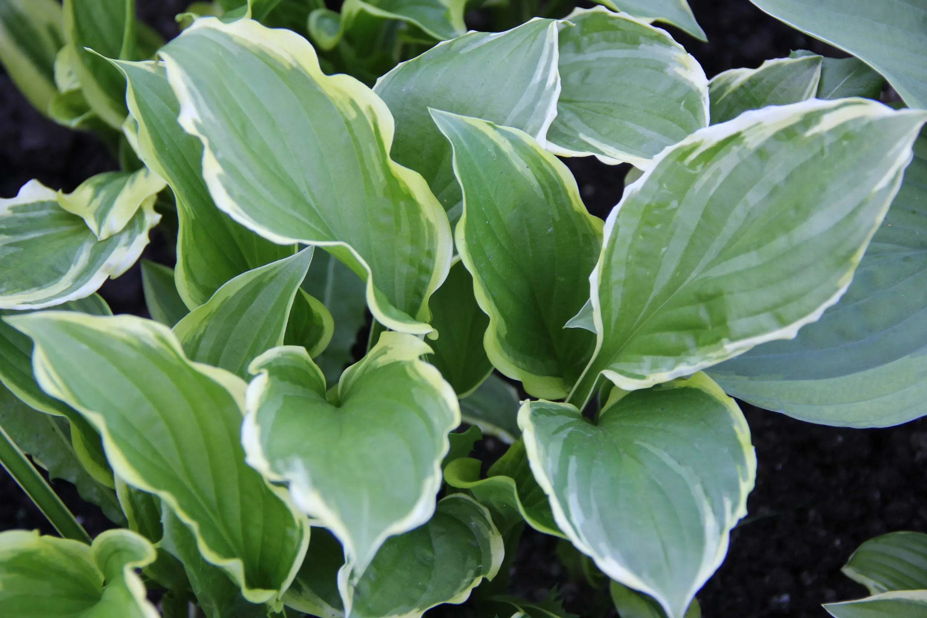 Хоста гибридная "Антиох" - 3 изображение