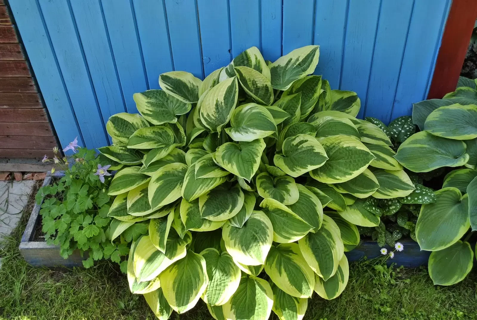 Хоста гибридная "Вайд Брим" - 4 изображение