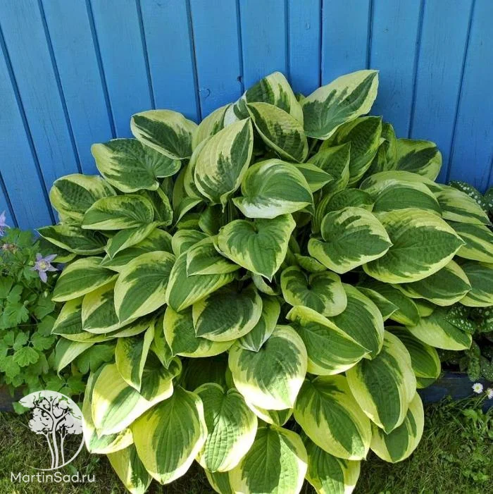 Хоста гибридная "Вайд Брим"
