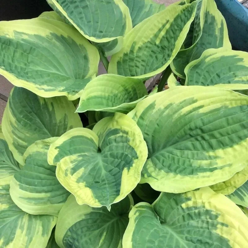 Хоста гибридная "Вайд Брим" - 3 изображение