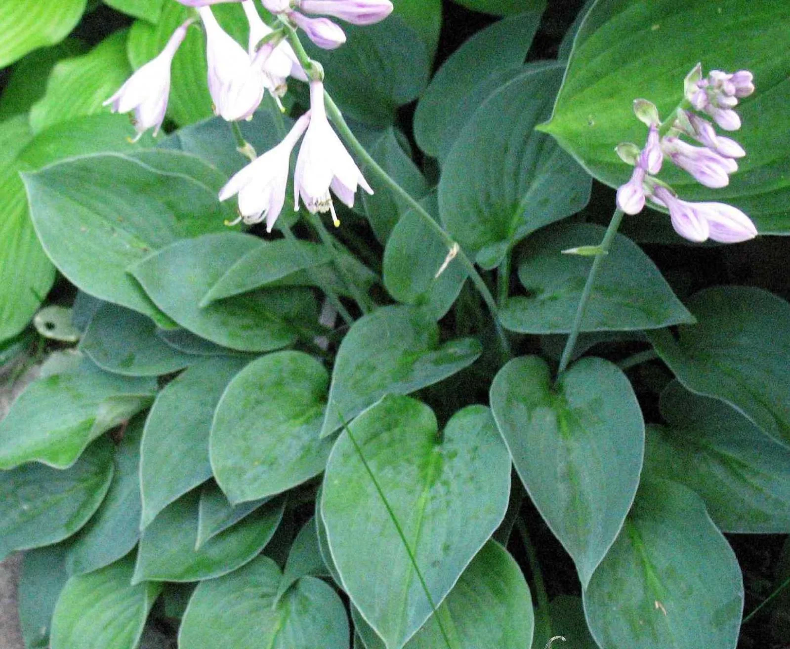 Хоста гибридная "Пасифик блю Эдж" - 2 изображение