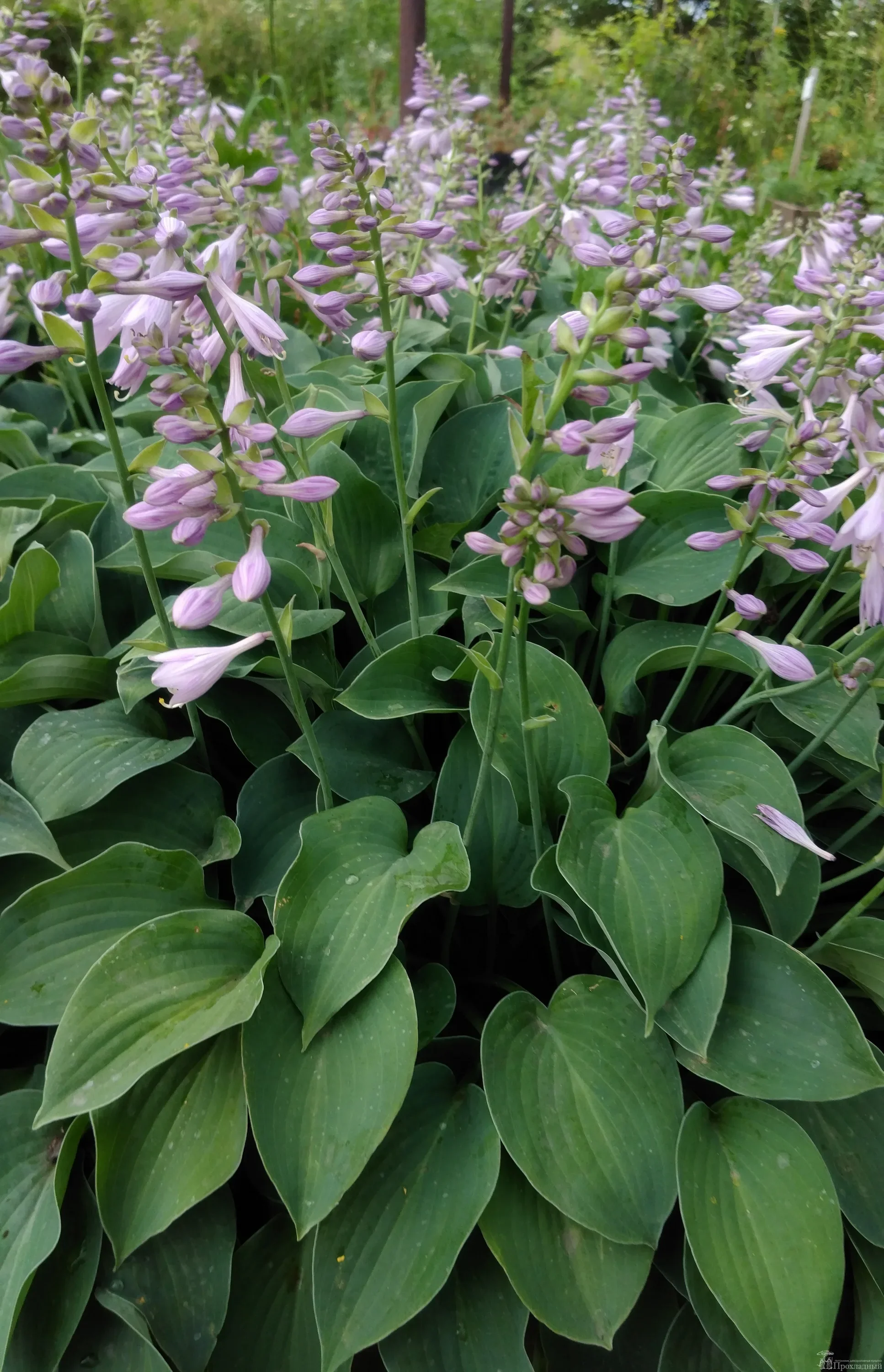 Хоста гибридная "Пасифик блю Эдж"