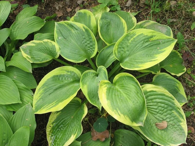 Хоста гибридная "Квин Жозефин"