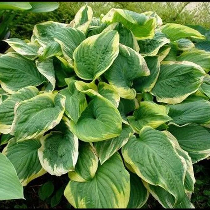 Хоста гибридная "Квин Жозефин" - 3 изображение