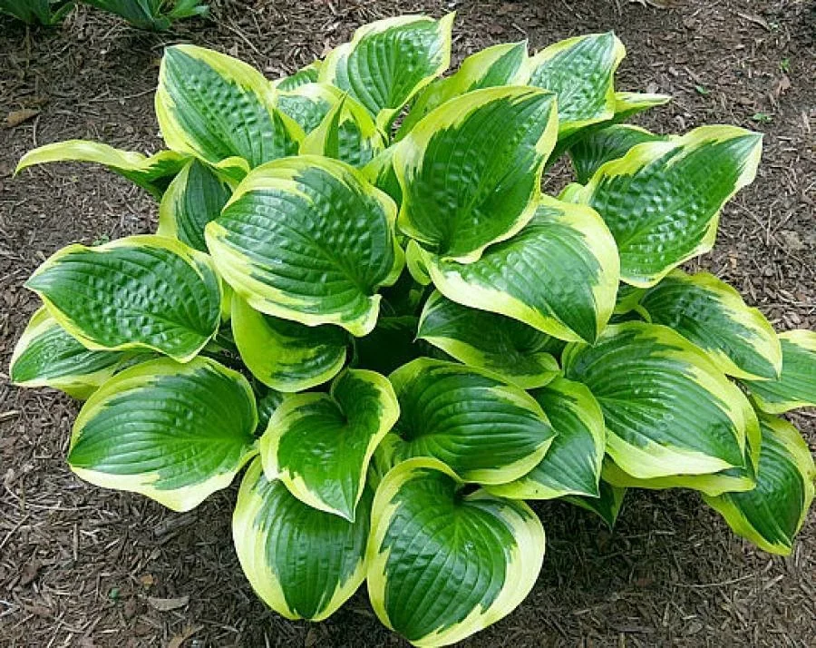 Хоста гибридная "Квин Жозефин" - 2 изображение