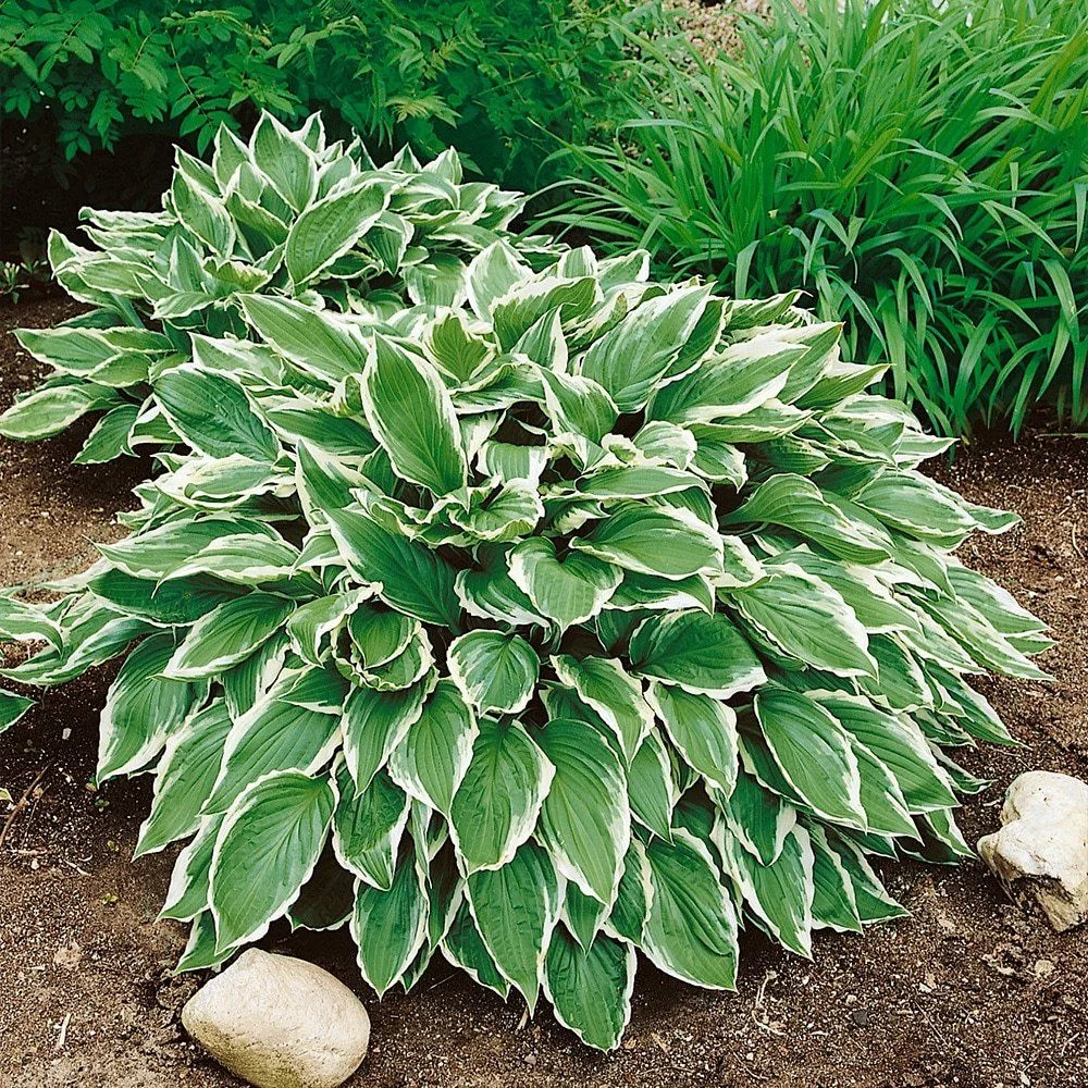 Хоста гибридная "Ундулата Албомаргината" - 2 изображение