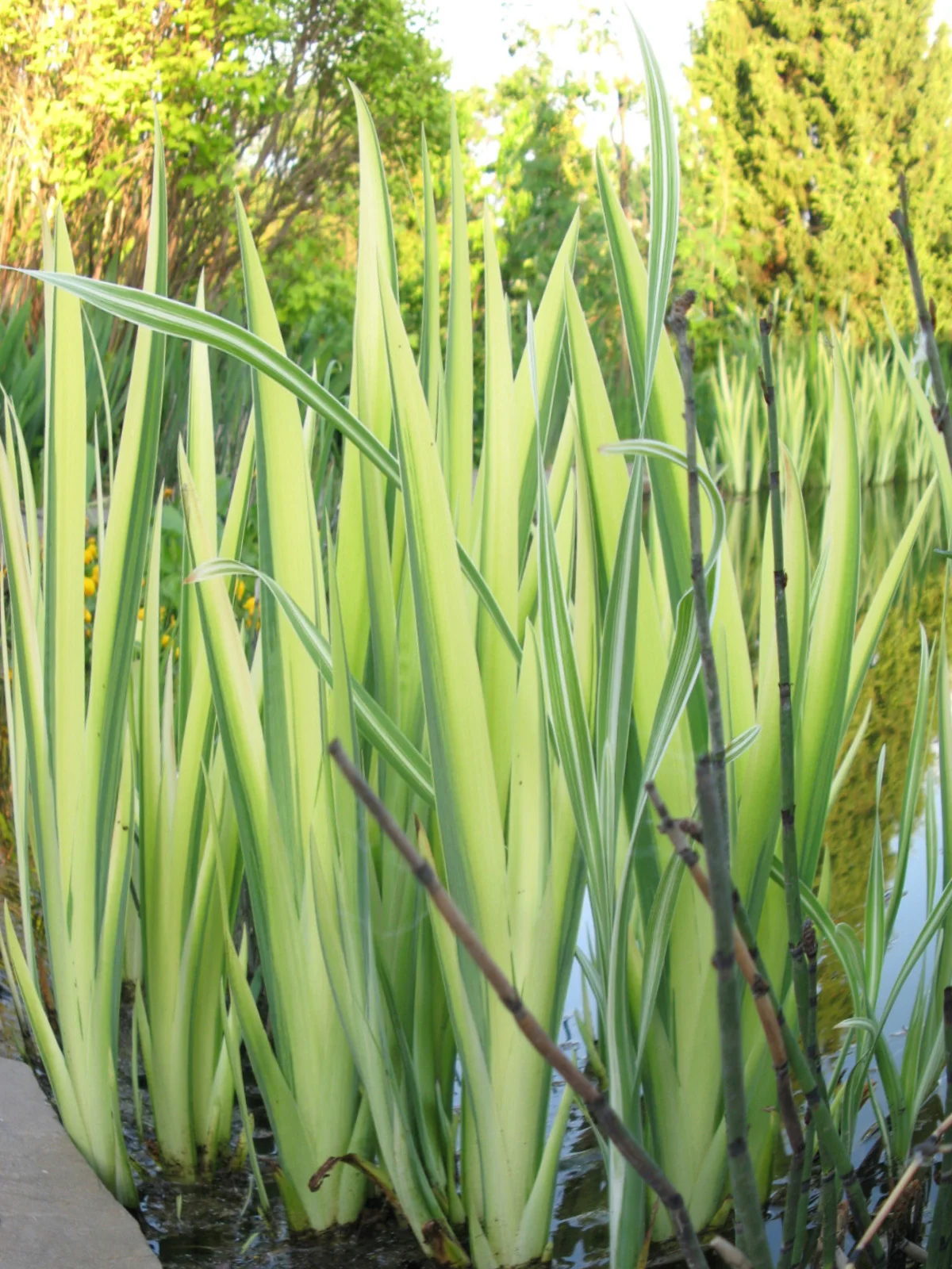 Ирис ложноаировидный (болотный) "Вариегата"