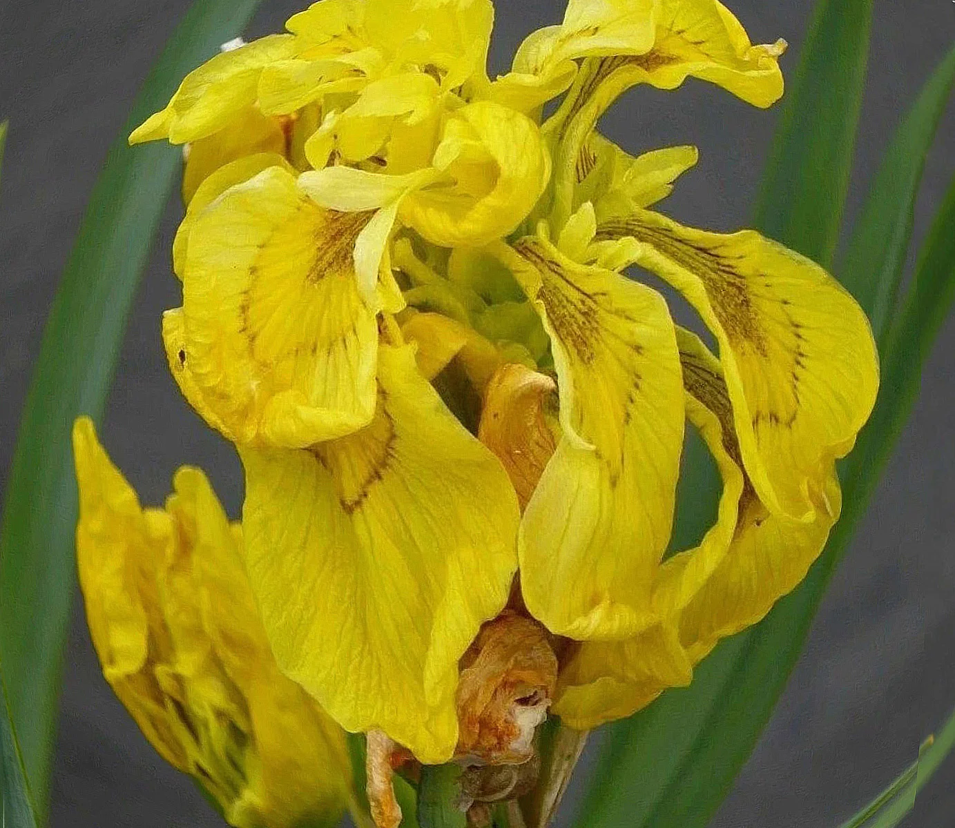 Ирис ложноаировидный (болотный)