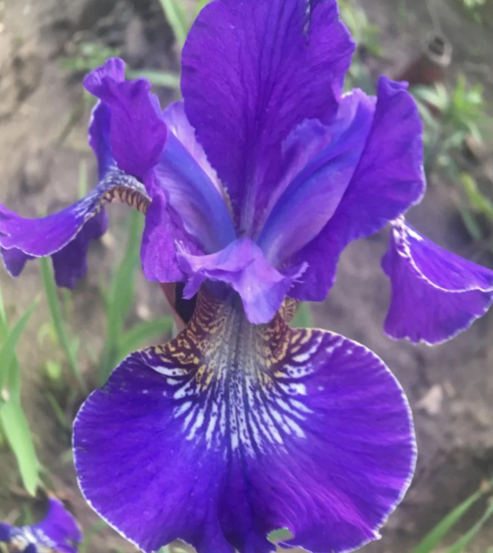 Ирис сибирский