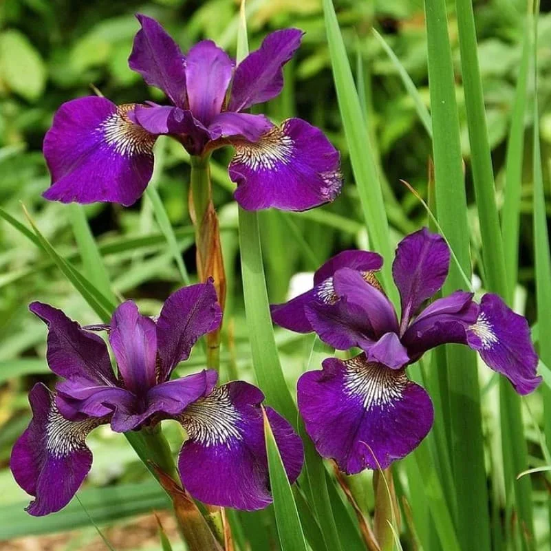 Ирис сибирский "Хаббард" - 3 изображение