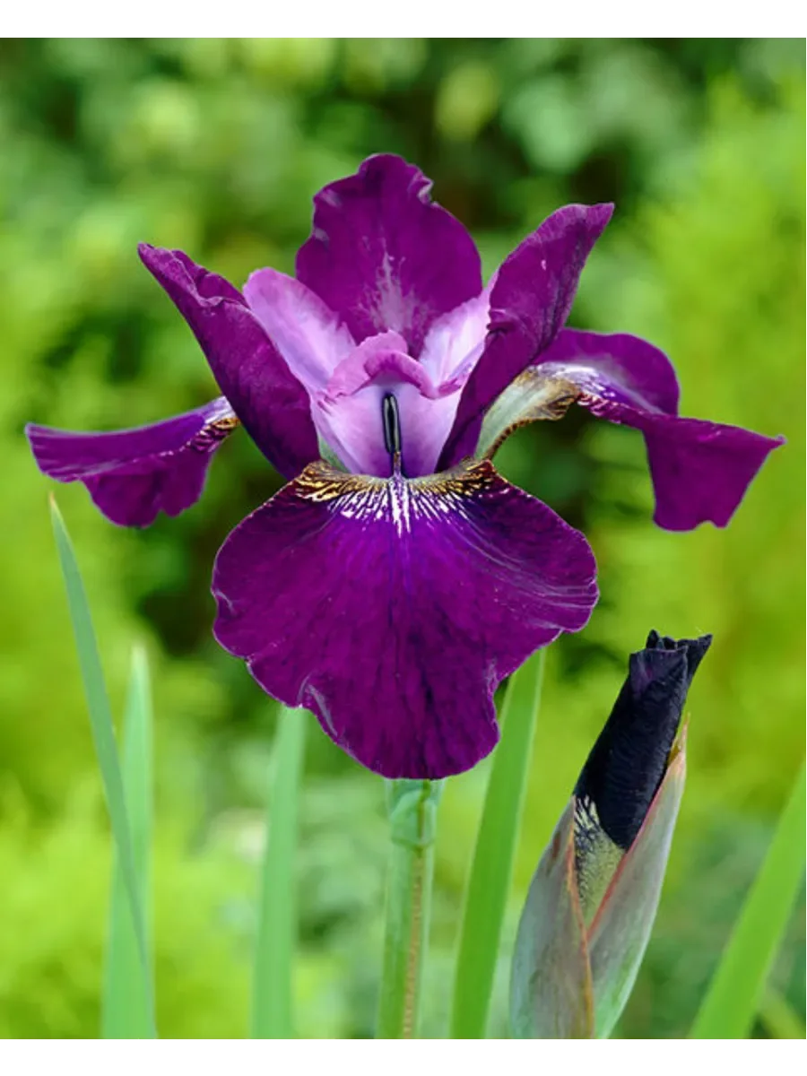 Ирис сибирский "Хаббард" - 2 изображение