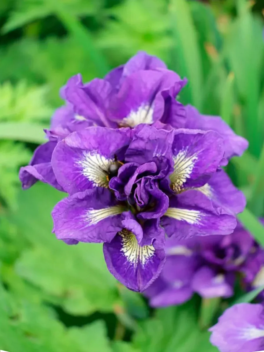 Ирис сибирский "Каблуи" - 2 изображение