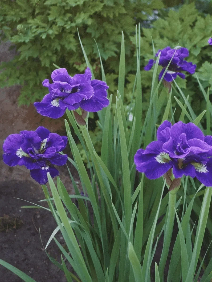 Ирис сибирский "Каблуи"