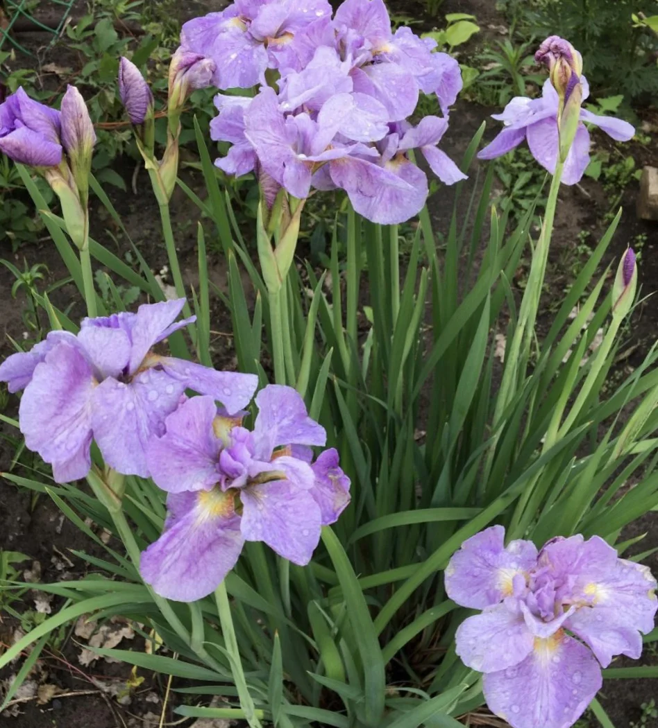Ирис сибирский "Кита-Но-Сейза" - 2 изображение