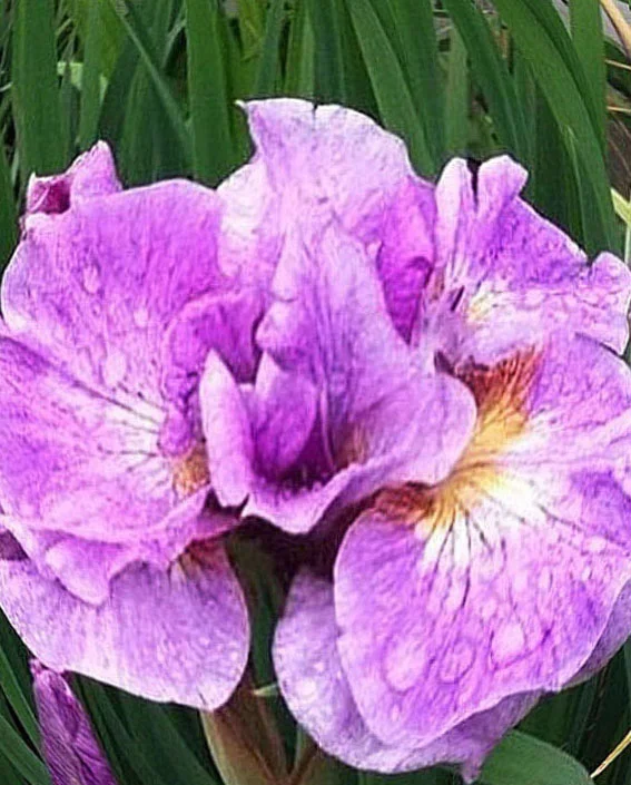 Ирис сибирский "Пинк Парфейт" - 2 изображение