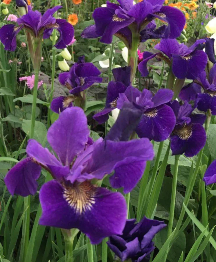 Ирис сибирский "Раффлд Плас" - 2 изображение