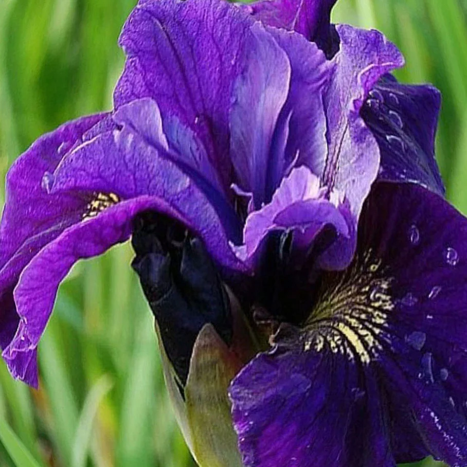 Ирис сибирский "Раффлд Плас"