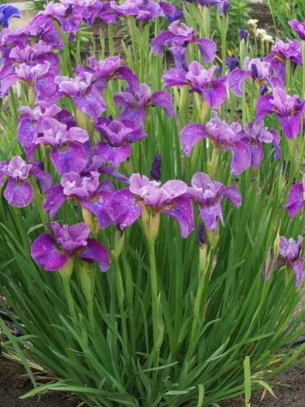 Ирис сибирский "Си Я Лейтер"