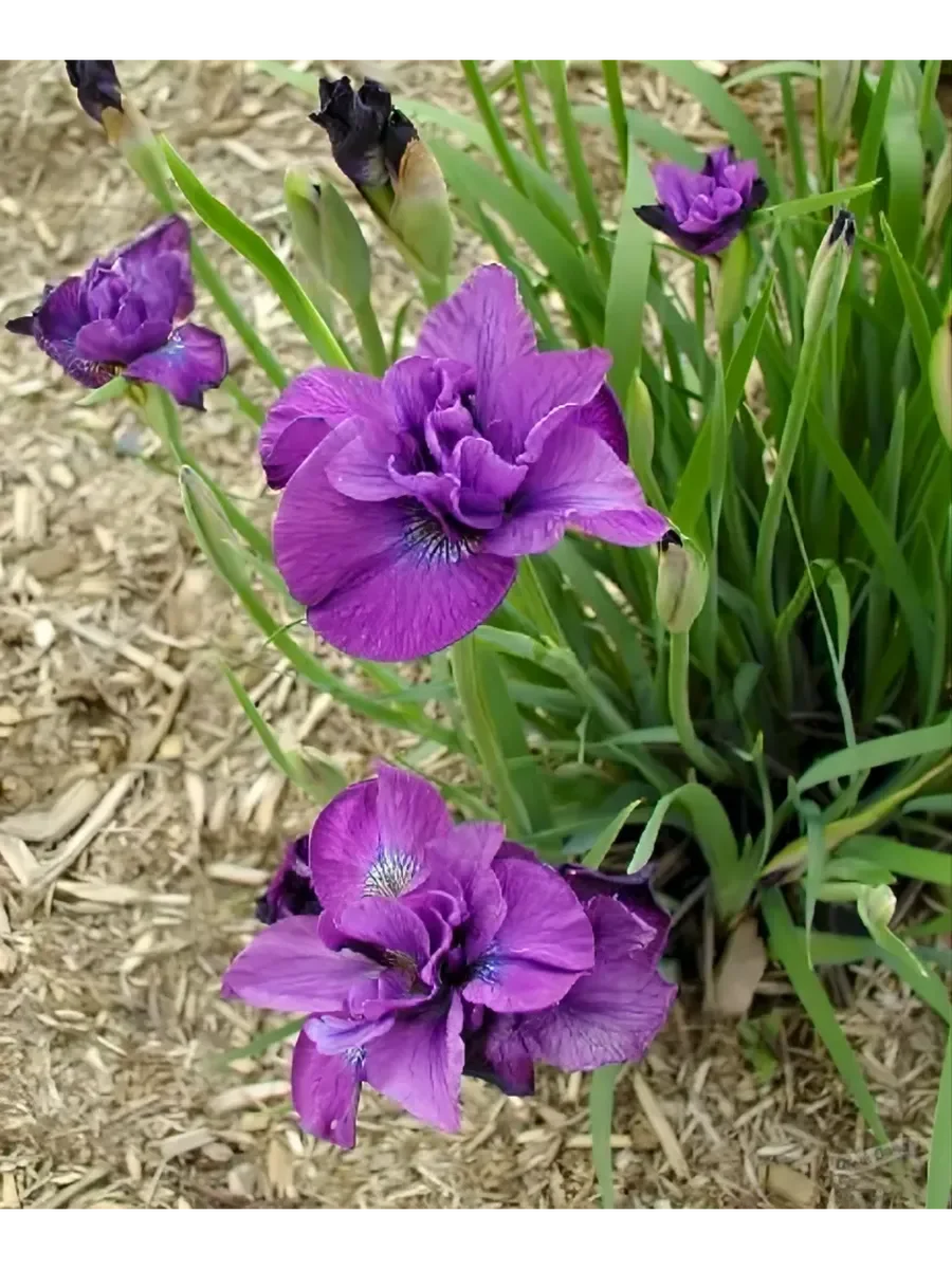 Ирис сибирский "Спиндезл" - 2 изображение