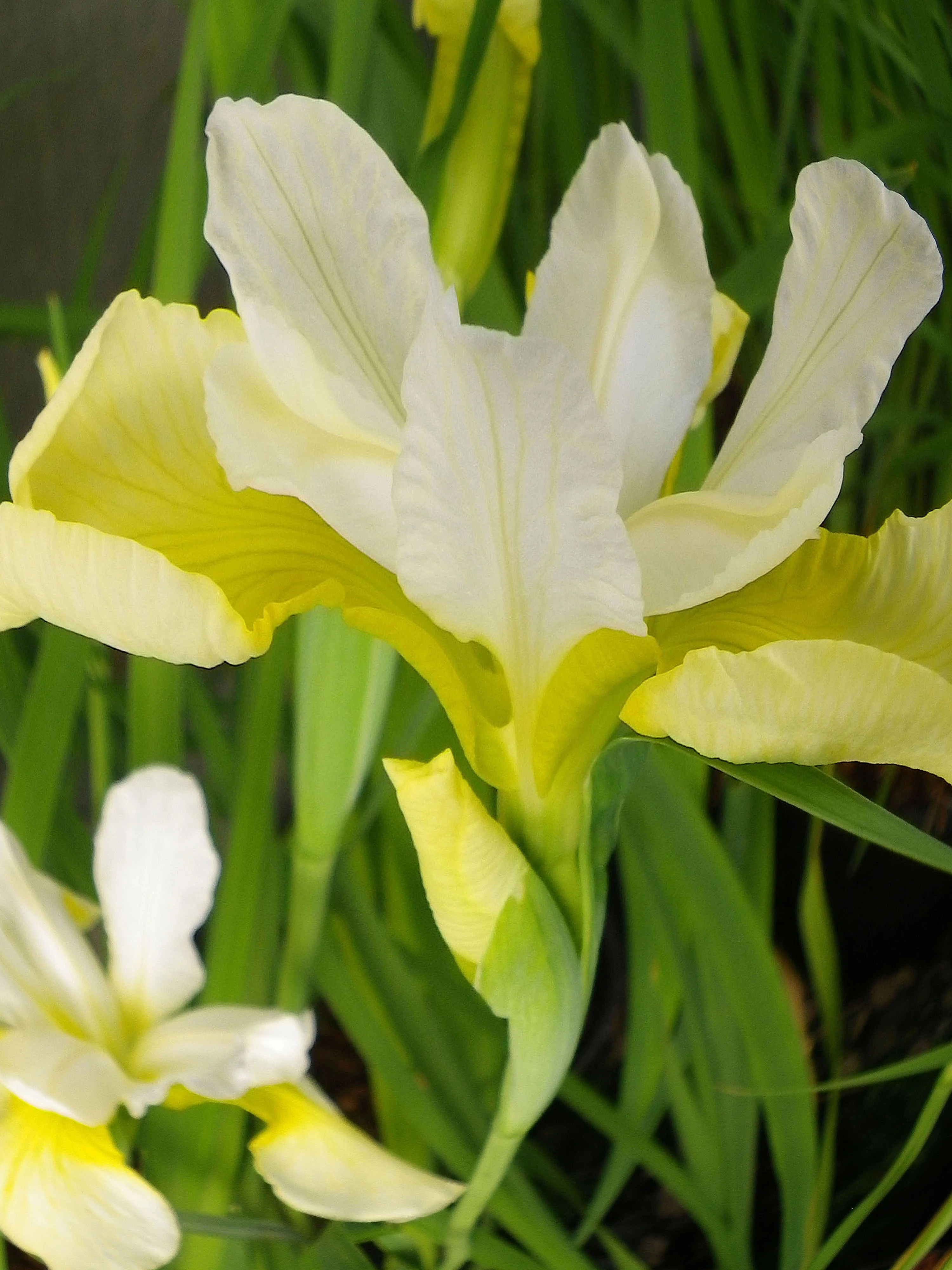 Ирис сибирский "Саммер Ревелс" - 2 изображение