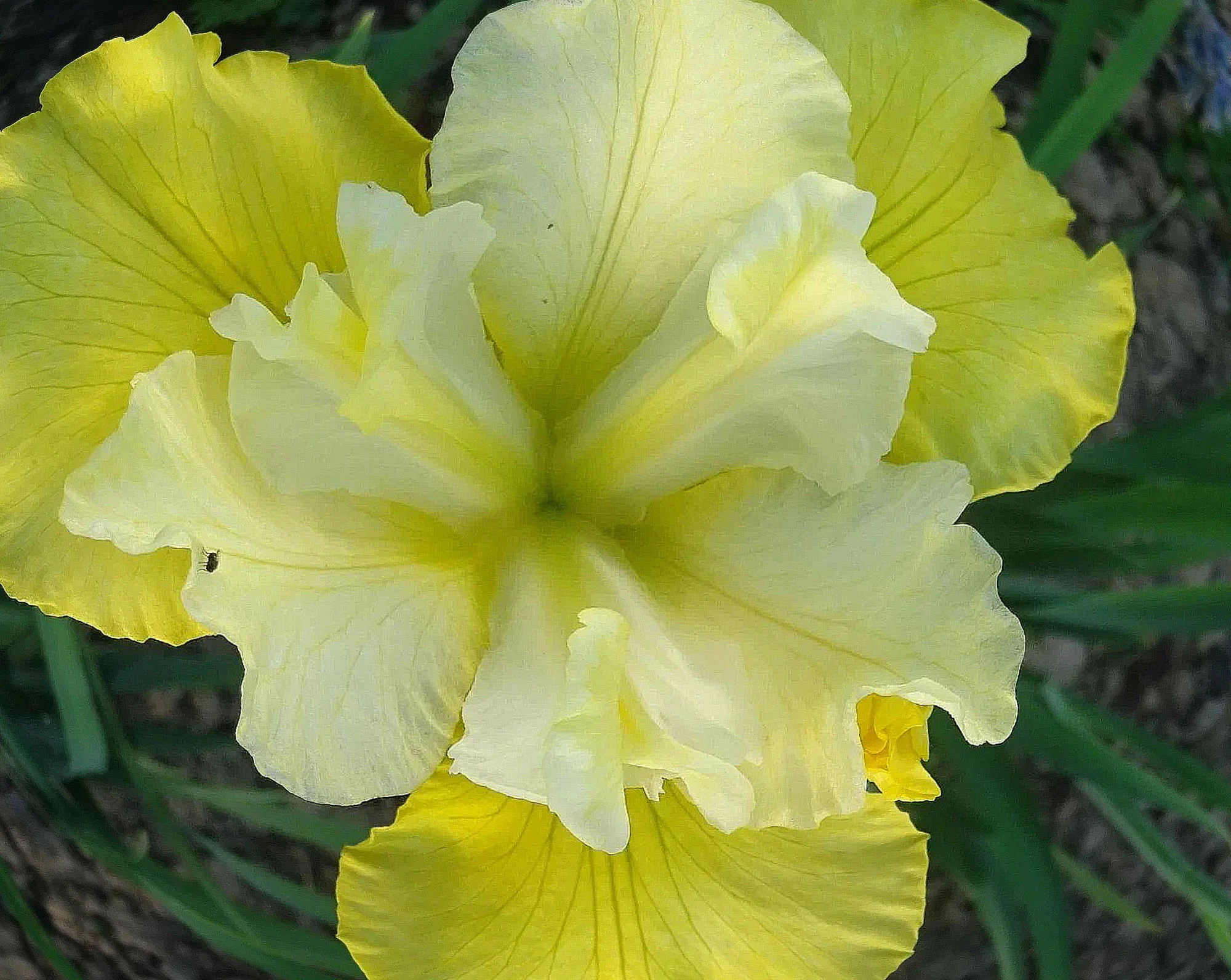 Ирис сибирский "Саммер Ревелс"