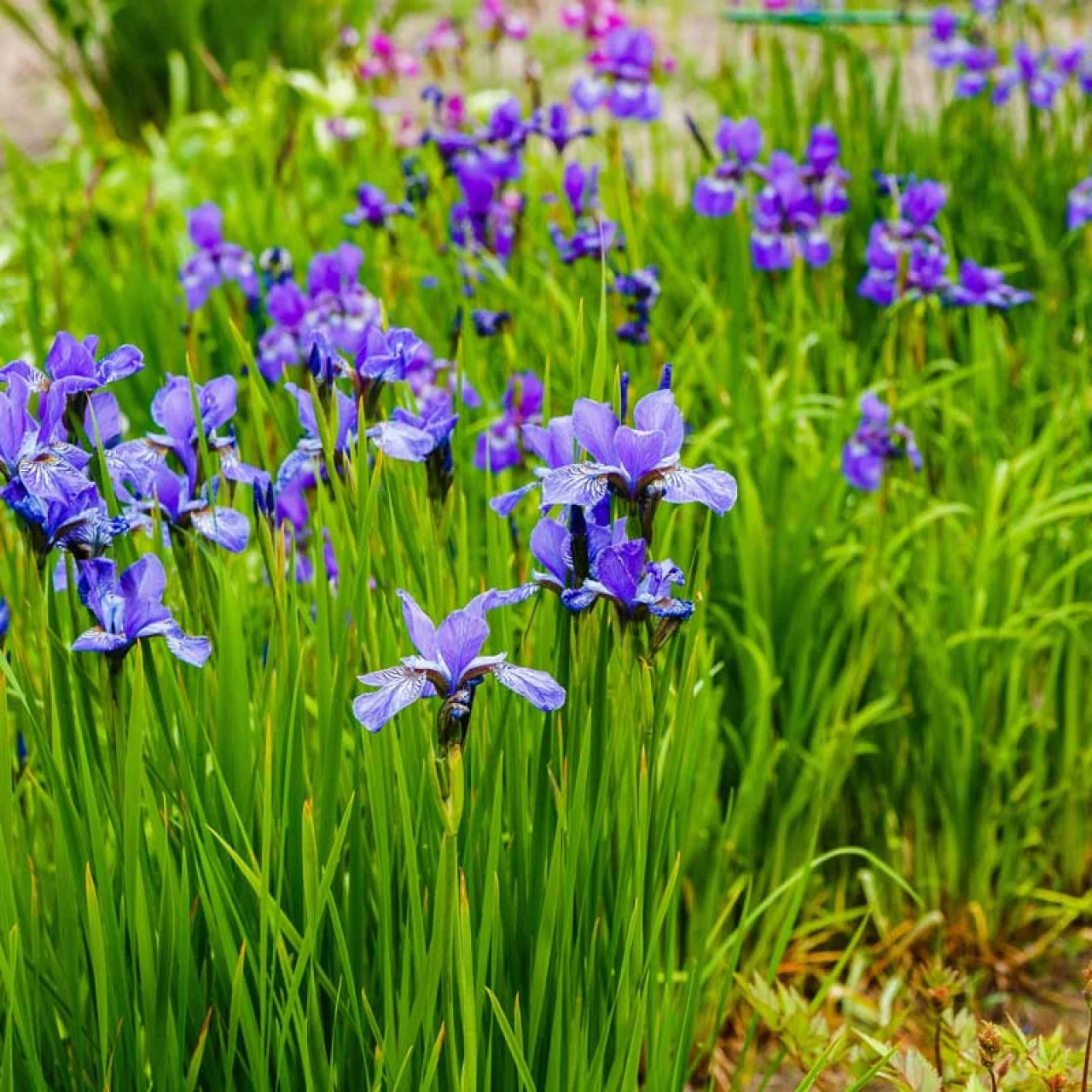 Ирис сибирский "Узушио" - 2 изображение