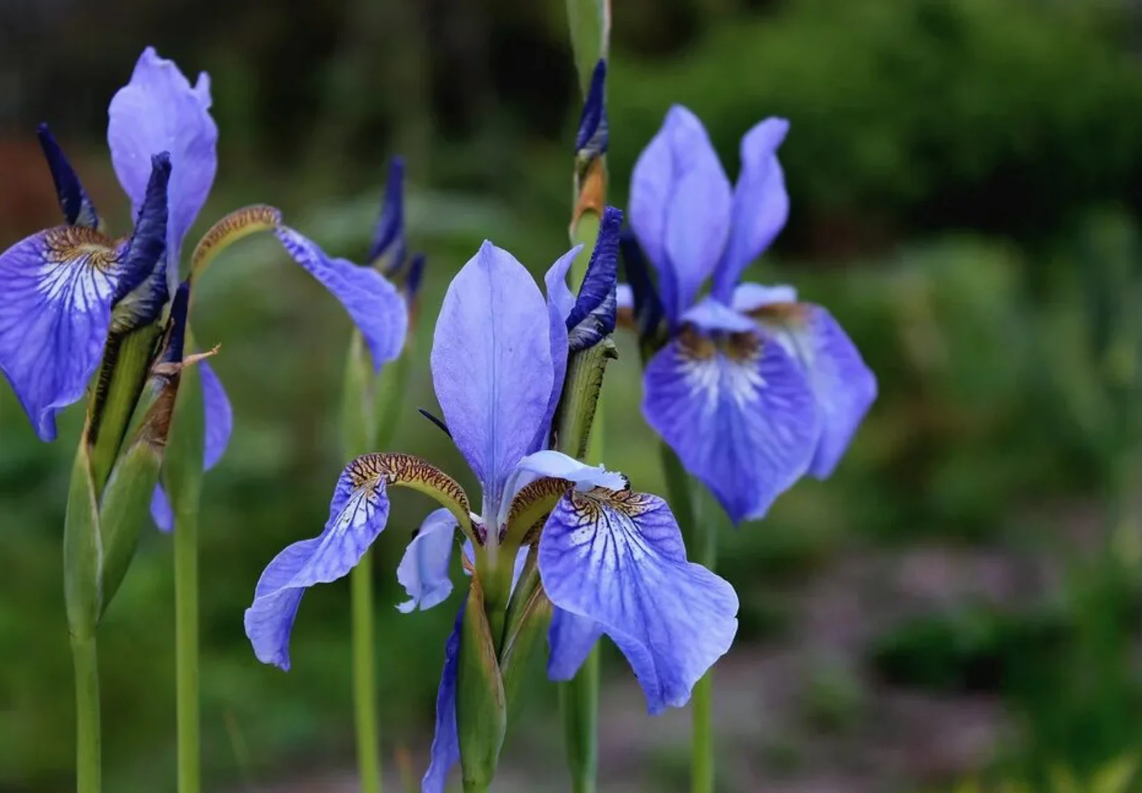 Ирис сибирский "Узушио"