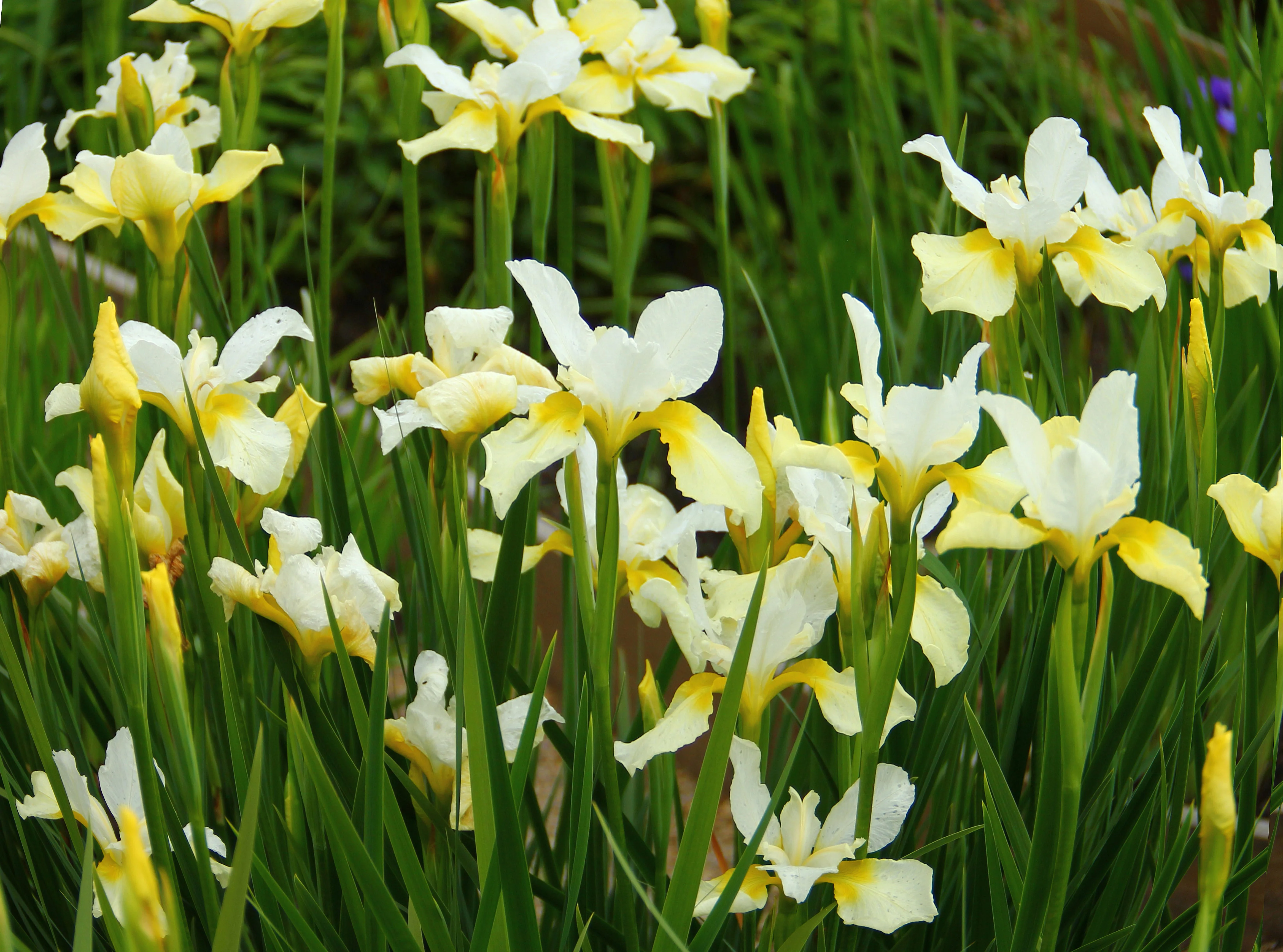 Ирис сибирский "Йеллоу Тейл" - 2 изображение