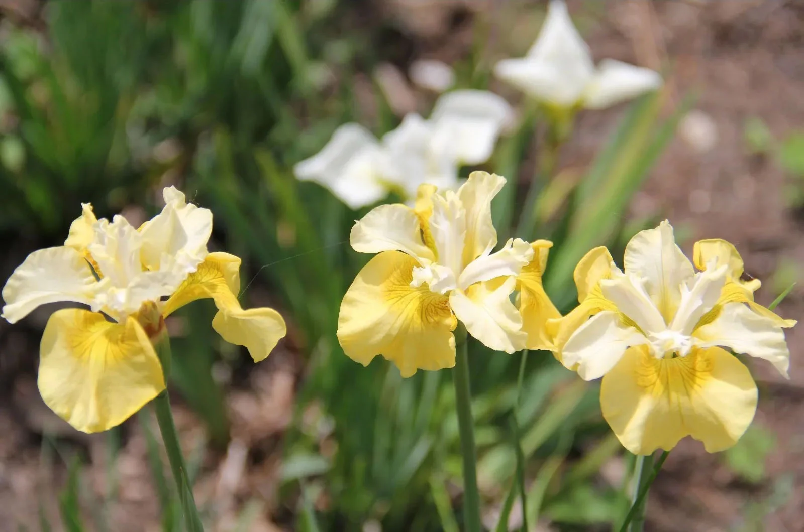 Ирис сибирский "Йеллоу Тейл"
