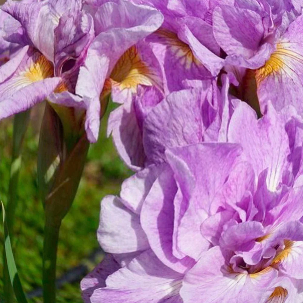 Ирис сибирский "Империал Опал" - 2 изображение