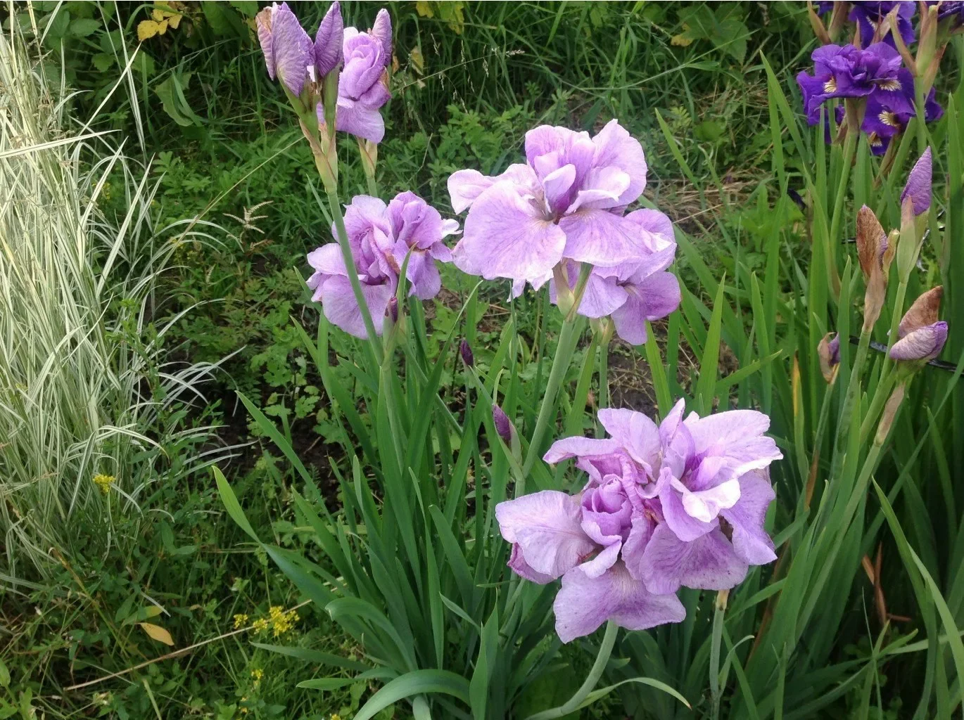 Ирис сибирский "Империал Опал"