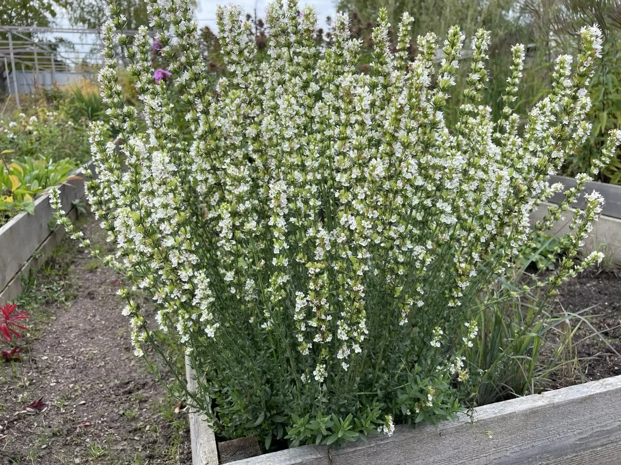 Иссоп лекарственный "Альбус белый" - 3 изображение