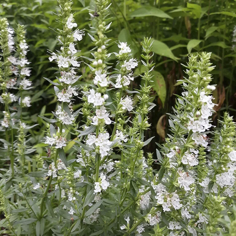 Иссоп лекарственный "Альбус белый" - 2 изображение