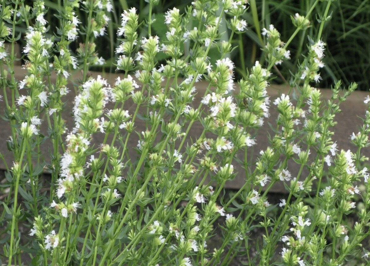 Иссоп лекарственный "Альбус белый"