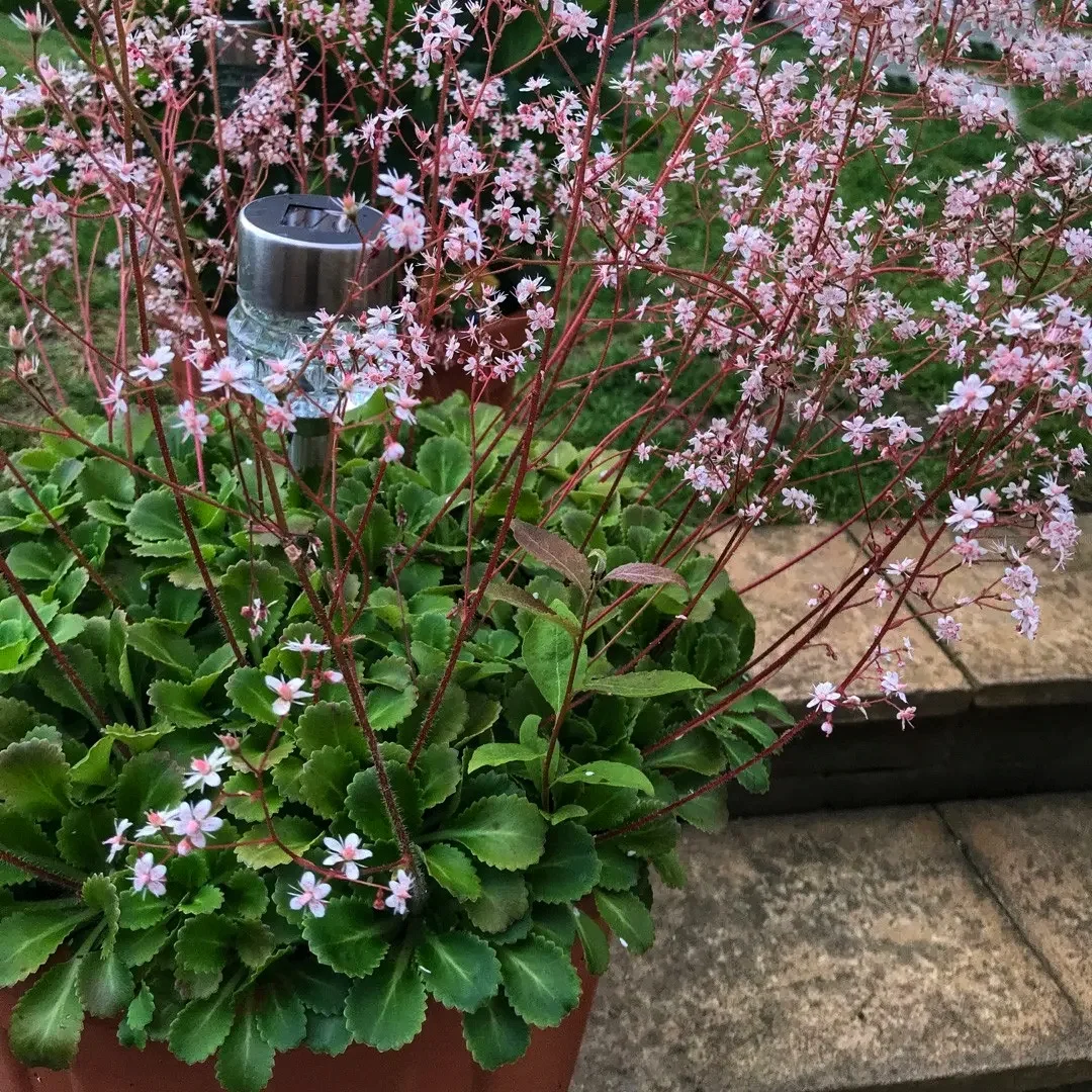 Камнеломка теневая - 2 изображение