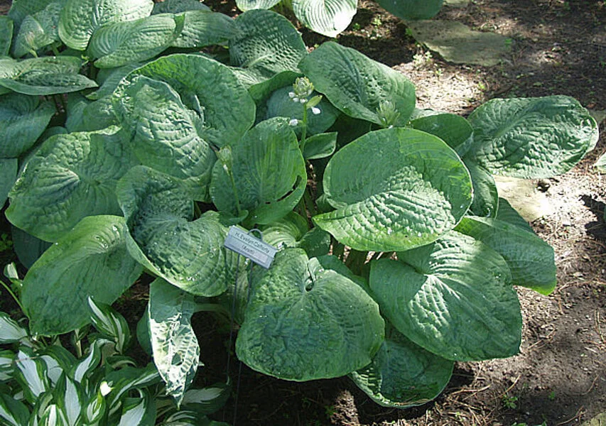 Хоста гибридная "Блэк Хиллс"