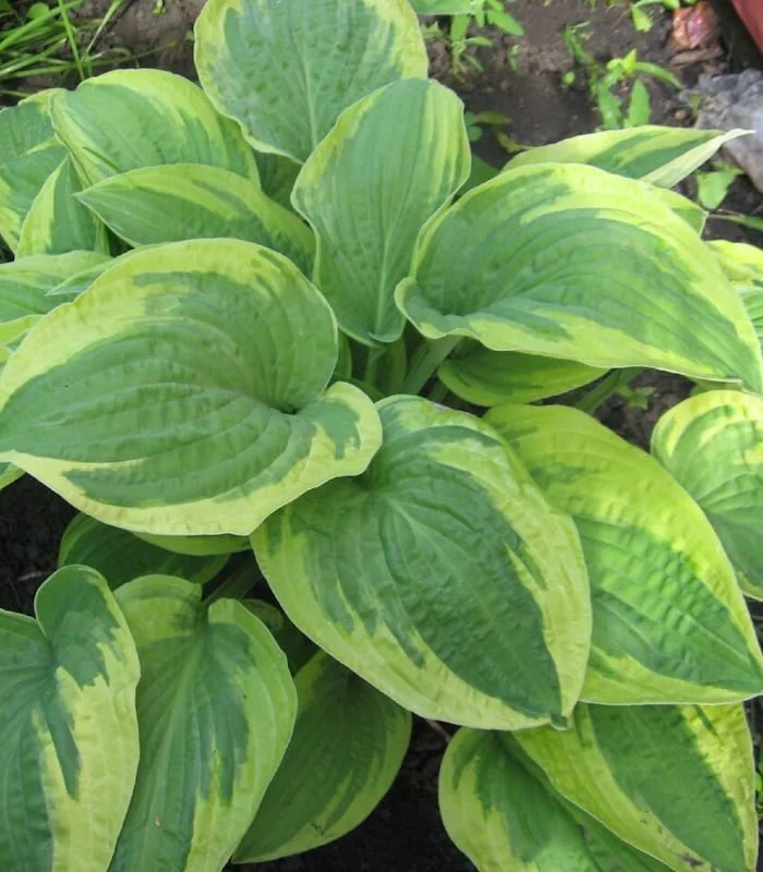 Хоста гибридная "Остин Дикинсон" - 3 изображение