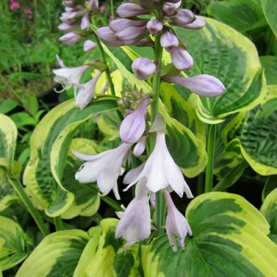 Хоста гибридная "Остин Дикинсон"