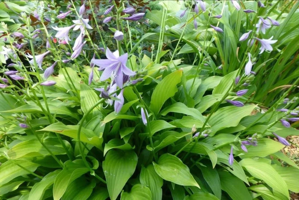 Хоста ланцетолистная - 3 изображение