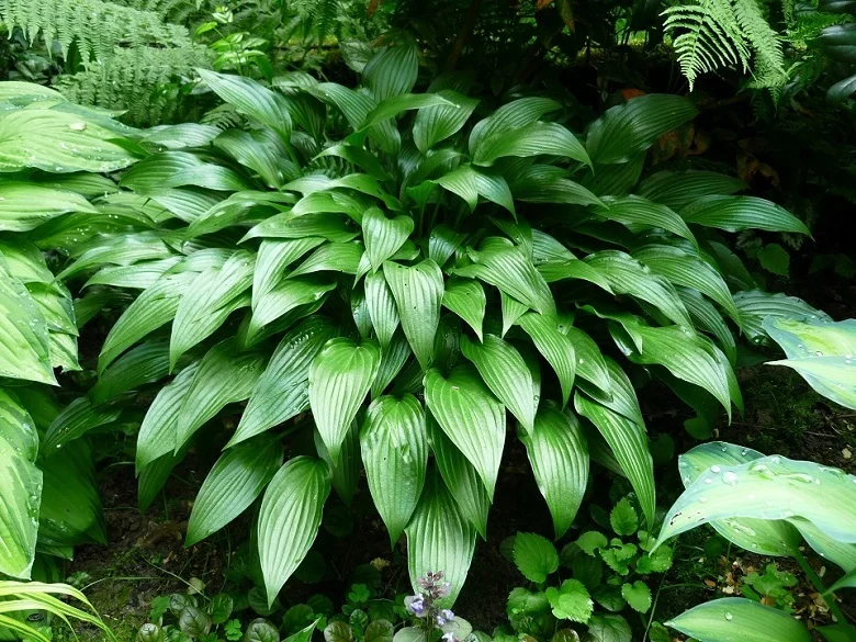 Хоста ланцетолистная