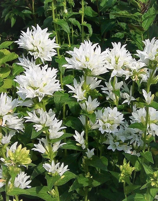 Колокольчик скученный "Шнеекроне" - 2 изображение